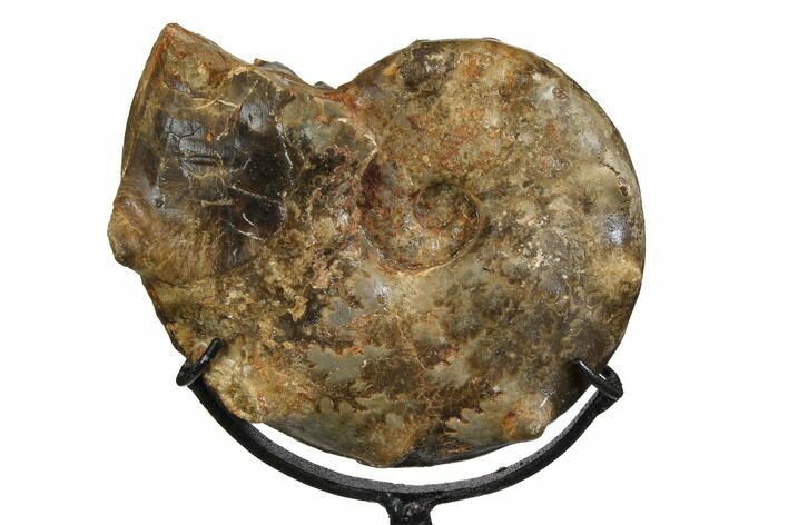Cretaceous Ammonite (Mammites) With Metal Stand - Morocco #164230